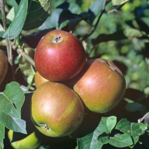 Säulenapfel 'Goldcats'®