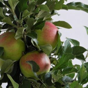 Zwergapfel 'Mini Cox Orange'®