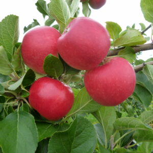 Säulenapfel 'Cox Columnar'®