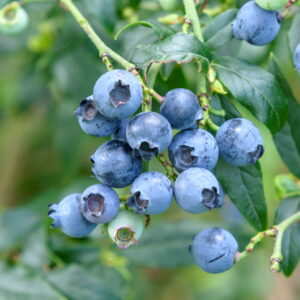 Heidelbeere 'Hortblue Petite'