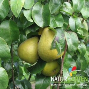 Birne 'Gellerts Butterbirne'