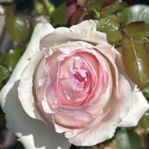 Edelrose 'Ragazza'®