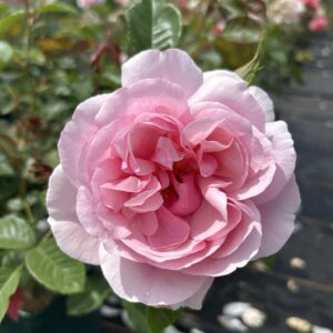 Beetrose 'Natascha Richardson'®