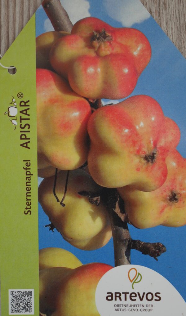 Apfel 'Apistar'® - Onlineshop - Baum- und Rosenschule Müller Oschatz
