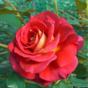 Edelrose 'Copacabana'®