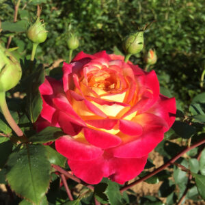 Edelrose 'Pop Star'®