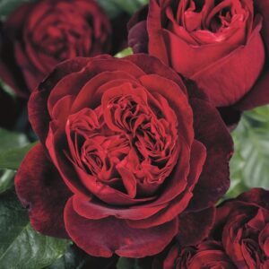 Edelrose 'Admiral' ®
