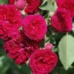 Ramblerrose 'Chevy Chase'