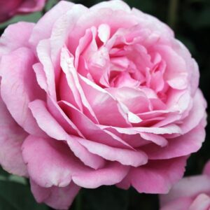 Edelrose 'Desiree'®  ADR Rose