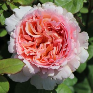 Edelrose 'Duftjuwel'®