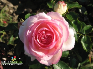 Strauchrose 'Eden Rose '85'®