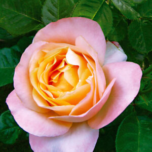 Edelrose 'Isabelle Autissier'®