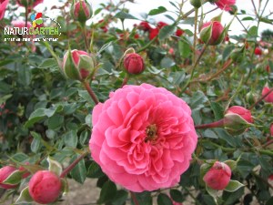 Bodendeckerrose 'Knirps'® ADR