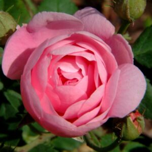 Kletterrose 'Raubritter'
