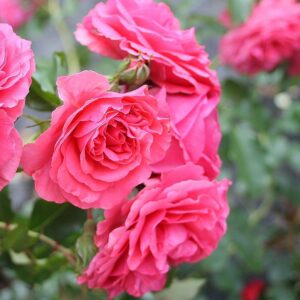 Kletterrose 'Rosarium Uetersen'®