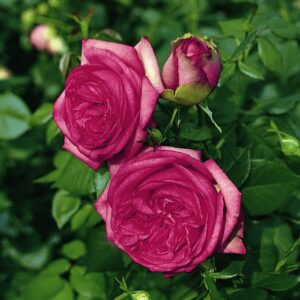 Edelrose 'Walzertraum'®