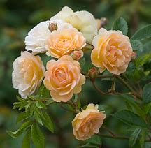 Strauchrose/Kletterrose 'Ghislaine de Feligonde'