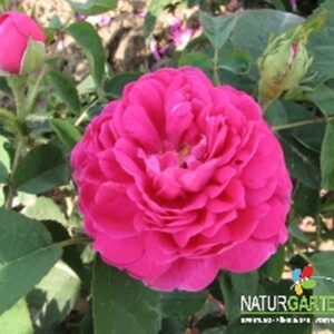 Strauchrose 'Rose de Resht'&reg;