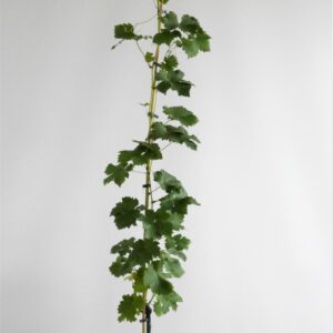 Tafeltraube 'Juliana'