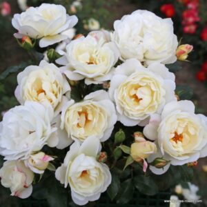 Strauchrose 'Weiße Wolke'®