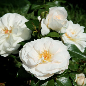 Strauchrose 'White Angel' ® ADR-Rose