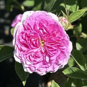 Kletterrose 'Russeliana'