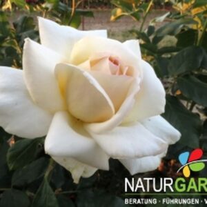 Edelrose 'Anastasia'®  ADR-Rose