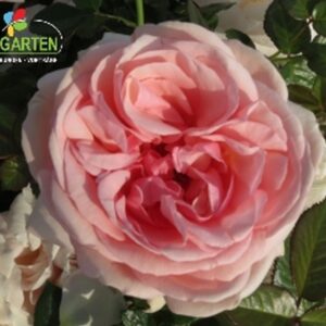 Edelrose 'Aphrodite' ®