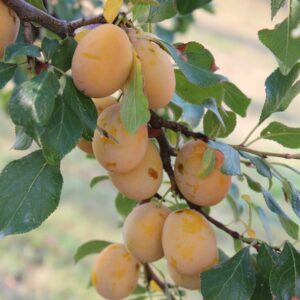 Aprikose 'Aprimira'®