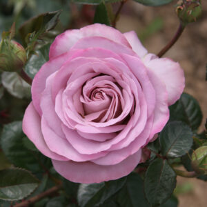 Edelrose 'Blue Girl'®