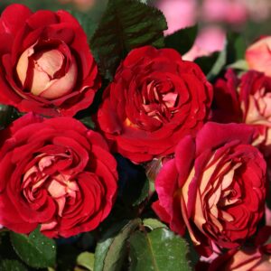 Beetrose 'Die Sehenswerte'®