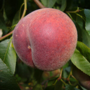 Pfirsich 'Fruteria'®