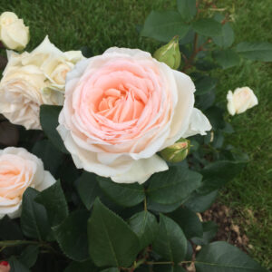 Edelrose 'Gruaud Larose'®