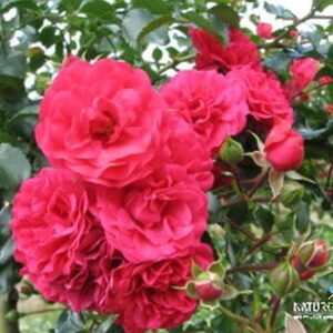 Bodend. Rose 'Gärtnerfreude'®  ADR-Rose