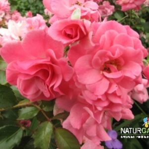 Bodendeckerrose 'Mirato'® ADR-Rose