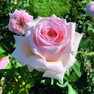 Strauchrose 'Miss Paris'®