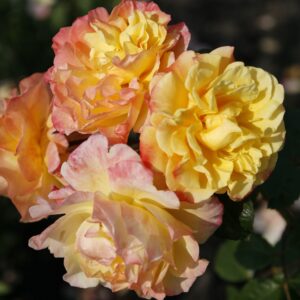 Kletterrose 'Moonlight'®