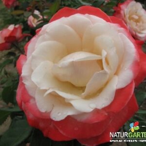 Edelrose 'Nostalgie'®