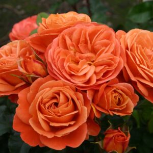 Beetrose 'Phoenix'®