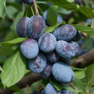 Zwetsche 'Cacaks Fruchtbare'