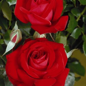 Edelrose 'Red Brokat'