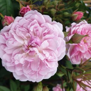Kletterrose 'Romantic Siluett'®  ADR-Rose