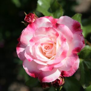 Strauchrose 'Rosenstadt Freising'®
