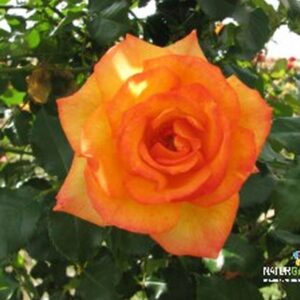 Strauchrose 'Sahara'&reg;