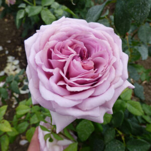 Edelrose 'The Pride'®