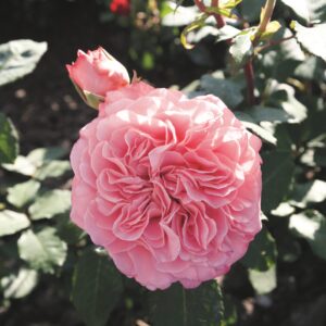 Edelrose 'Ashley'®