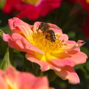 Kleinstrauchrose 'Bienenweide Aprikot'®