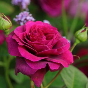 Edelrose 'Deep Secret'®