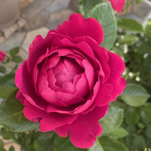Edelrose 'Jingle Bells'®