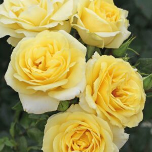 Edelrose 'Limona'® ADR
